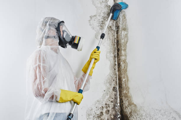 Why You Should Choose Our Mold Remediation Services in Walnutport, PA